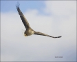 White-tailed-Eagle;White-tailed-Sea-Eagle;Sea-Eagle;Haliaeetus-albicilla;Japan;b
